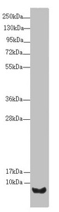 UQCR10 / UCRC Antibody - Western blot All lanes: UQCR10 antibody at 2.02µg/ml + HepG2 whole cell lysate Secondary Goat polyclonal to rabbit IgG at 1/10000 dilution Predicted band size: 8, 7 kDa Observed band size: 8 kDa