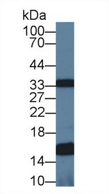 UQCRB Antibody - Western Blot; Sample: Mouse Heart lysate; Primary Ab: 1µg/ml Rabbit Anti-Human UQCRB Antibody Second Ab: 0.2µg/mL HRP-Linked Caprine Anti-Rabbit IgG Polyclonal Antibody