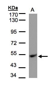 UQCRC1 Antibody - Sample (30 ug of whole cell lysate). A: Hep G2. 7.5% SDS PAGE. UQCRC1 antibody diluted at 1:1000