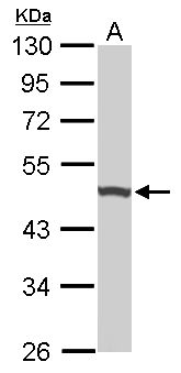 UQCRC1 Antibody - Sample (50 ug of whole cell lysate). A: Mouse brain. 10% SDS PAGE. UQCRC1 antibody diluted at 1:1000.