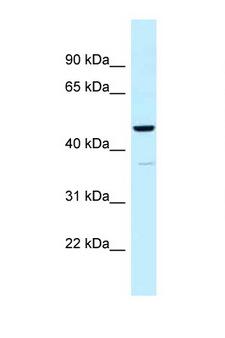 UQCRC1 Antibody - UQCRC1 antibody Western blot of Fetal Kidney lysate. Antibody concentration 1 ug/ml.  This image was taken for the unconjugated form of this product. Other forms have not been tested.