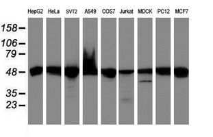 UQCRC1 Antibody - Western blot of extracts (35 ug) from 9 different cell lines by using anti-UQCRC1 monoclonal antibody (HepG2: human; HeLa: human; SVT2: mouse; A549: human; COS7: monkey; Jurkat: human; MDCK: canine; PC12: rat; MCF7: human).