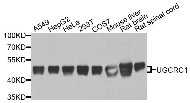 UQCRC1 Antibody - Western blot analysis of extracts of various cells .