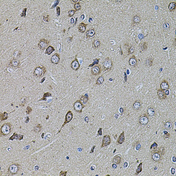 UQCRC1 Antibody - Immunohistochemistry of paraffin-embedded rat brain tissue.