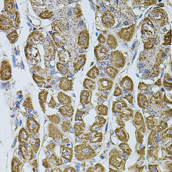 UQCRC1 Antibody - Immunohistochemistry of paraffin-embedded human stomach tissue.