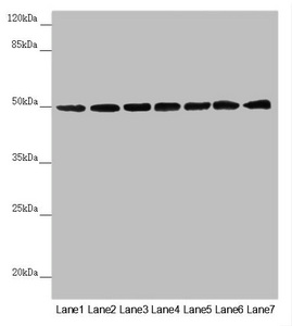 UQCRC1 Antibody - Western blot All Lanes:UQCRC1 antibody at 2.5 ug/ml Lane 1: Mouse large intestine tissue Lane 2: Mouse kidney tissue Lane 3: Mouse brain tissue Lane 4: LO2 whole cell lysate Lane 5: Hela whole cell lysate Lane 6: HepG-2 whole cell lysate Lane 7: MCF7 whole cell lysate Secondary Goat polyclonal to rabbit IgG at 1/10000 dilution Predicted band size: 53 kDa Observed band size: 53 kDa