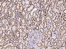 UQCRC1 Antibody - Immunochemical staining of human UQCRC1 in human kidney with rabbit polyclonal antibody at 1:100 dilution, formalin-fixed paraffin embedded sections.