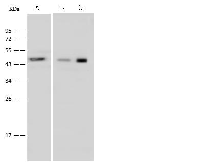 UQCRC1 Antibody - Anti-UQCRC1 rabbit polyclonal antibody at 1:500 dilution. Lane A: HEK-293 Whole Cell Lysate. Lane B: A549 Whole Cell Lysate. Lane C: HeLa Whole Cell Lysate. Lysates/proteins at 30 ug per lane. Secondary: Goat Anti-Rabbit IgG (H+L)/HRP at 1/10000 dilution. Developed using the ECL technique. Performed under reducing conditions. Predicted band size: 35 kDa. Observed band size: 45 kDa.