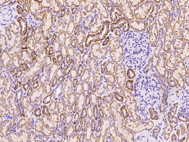 UQCRC1 Antibody - Immunochemical staining of human UQCRC1 in human kidney with rabbit polyclonal antibody at 1:1000 dilution, formalin-fixed paraffin embedded sections.