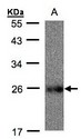 UQCRFS1 Antibody - Sample (30 ug whole cell lysate). A: Raji. 12% SDS PAGE. UQCRFS1 antibody diluted at 1:500