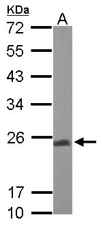 UQCRFS1 Antibody - Sample (50 ug of whole cell lysate). A: Mouse brain. 12% SDS PAGE. UQCRFS1 antibody diluted at 1:1000.