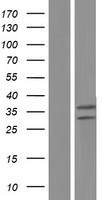 UQCRFS1 Protein - Western validation with an anti-DDK antibody * L: Control HEK293 lysate R: Over-expression lysate