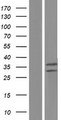 UQCRFS1 Protein - Western validation with an anti-DDK antibody * L: Control HEK293 lysate R: Over-expression lysate