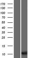 UQCRHL Protein - Western validation with an anti-DDK antibody * L: Control HEK293 lysate R: Over-expression lysate