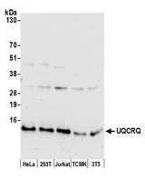 UQCRQ Antibody - Detection of human and mouse UQCRQ by western blot. Samples: Whole cell lysate (50 µg) from HeLa, HEK293T, Jurkat, mouse TCMK-1, and mouse NIH 3T3 cells prepared using NETN lysis buffer. Antibody: Affinity purified rabbit anti-UQCRQ antibody used for WB at 1:1000. Detection: Chemiluminescence with an exposure time of 10 seconds.