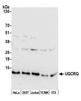 UQCRQ Antibody - Detection of human and mouse UQCRQ by western blot. Samples: Whole cell lysate (50 µg) from HeLa, HEK293T, Jurkat, mouse TCMK-1, and mouse NIH 3T3 cells prepared using NETN lysis buffer. Antibody: Affinity purified rabbit anti-UQCRQ antibody used for WB at 1:1000. Detection: Chemiluminescence with an exposure time of 10 seconds.