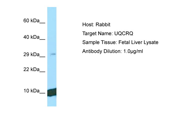 UQCRQ Antibody -  This image was taken for the unconjugated form of this product. Other forms have not been tested.