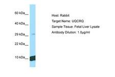 UQCRQ Antibody -  This image was taken for the unconjugated form of this product. Other forms have not been tested.