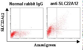 URAT1 / SLC22A12 Antibody