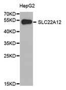 URAT1 / SLC22A12 Antibody - Western blot analysis of extracts of HepG2 cell line, using SLC22A12 antibody.