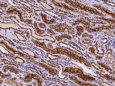 URAT1 / SLC22A12 Antibody - Immunochemical staining of human SLC22A12 in human kidney with rabbit polyclonal antibody at 1:200 dilution, formalin-fixed paraffin embedded sections.