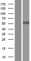 URAT1 / SLC22A12 Protein - Western validation with an anti-DDK antibody * L: Control HEK293 lysate R: Over-expression lysate
