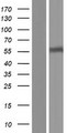 URAT1 / SLC22A12 Protein - Western validation with an anti-DDK antibody * L: Control HEK293 lysate R: Over-expression lysate