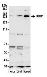 URB1 Antibody - Detection of human URB1 by western blot. Samples: Whole cell lysate (50 µg) from HeLa, HEK293T, and Jurkat cells prepared using NETN lysis buffer. Antibody: Affinity purified rabbit anti-URB1 antibody used for WB at 1 µg/ml. Detection: Chemiluminescence with an exposure time of 3 minutes.