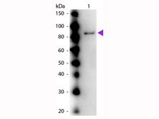 Urease Antibody - Western Blot of rabbit anti-Urease (Jack Bean) Antibody. Lane 1: Urease (Jack Bean). Lane 2: None. Load: 50 ng per lane. Primary antibody: Urease primary antibody at 1:1,000 overnight at 4°C. Secondary antibody: Peroxidase rabbit secondary antibody at 1:40,000 for 30 min at RT. Block: MB-070 for 30 min at RT. Predicted/Observed size: 90 kDa, 90 kDa for Urease. Other band(s): None.