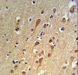 URG4 / URGCP Antibody - URG4 Antibody IHC of formalin-fixed and paraffin-embedded brain tissue followed by peroxidase-conjugated secondary antibody and DAB staining.