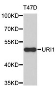 URI1 / NNX3 Antibody - Western blot analysis of extracts of T47D cells.