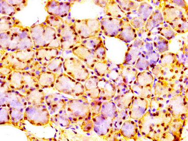 URI1 / NNX3 Antibody - Immunohistochemistry image at a dilution of 1:300 and staining in paraffin-embedded human salivary gland tissue performed on a Leica BondTM system. After dewaxing and hydration, antigen retrieval was mediated by high pressure in a citrate buffer (pH 6.0) . Section was blocked with 10% normal goat serum 30min at RT. Then primary antibody (1% BSA) was incubated at 4 °C overnight. The primary is detected by a biotinylated secondary antibody and visualized using an HRP conjugated SP system.