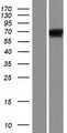 URI1 / NNX3 Protein - Western validation with an anti-DDK antibody * L: Control HEK293 lysate R: Over-expression lysate