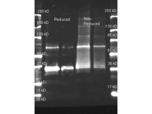 Uricase Antibody - Goat anti Uricase antibody was used to detect purified Uricase under reducing and non-reducing conditions. Samples of ~1 and 0.25 ug of protein per lane were run by SDS-PAGE and reduced samples of purified Uricase contained 4% BME and were boiled for 5 minutes. Protein was transferred to nitrocellulose and probed with Goat anti Uricase and imaged on the BioRad VersaDoc imaging system.