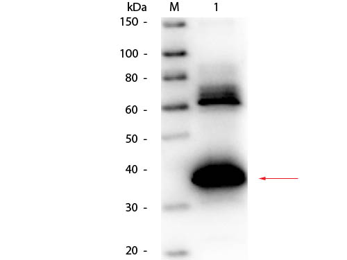 Uricase Antibody - Western Blot of Goat anti-Uricase antibody Biotin Conjugated. Lane 1: Uricase (Bacillus). Load: 50 ng per lane. Primary antibody: Goat anti-Uricase antibody Biotin Conjugated at 1:1,000 overnight at 4°C. Secondary antibody: HRP streptavidin secondary antibody at 1:40,000 for 30 min at RT. Block: MB-070 for 30 min at RT. Predicted/Observed size: 39 kDa, 39 kDa for Uricase.