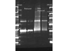 Uricase Antibody - Western Blot of Goat anti-Uricase Peroxidase Conjugated antibody. Lane 1: purified Uricase under reducing conditions. Lane 2: purified Uricase under reducing conditions. Lane 3: purified Uricase under non-reducing conditions. Lane 4: purified Uricase under non-reducing conditions Load: ~1.0 µg (Lane 1 and 3) and 0.25 µg (Lane 2 and 4). Primary antibody: Uricase Peroxidase Conjugated Antibody at 1:5,000 overnight at 4°C. Secondary antibody: DyLight 649 goat secondary antibody at 1:10,000 for 90 min at RT. Block: 5% BLOTTO overnight at 4°C. Predicted/Observed size: 58 kDa, 58 kDa for Uricase. Other band(s): Uricase splice variants and isoforms.