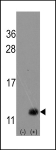 URM1 Antibody - Western blot of hURM1 (arrow) using rabbit polyclonal hURM1 Antibody. 293 cell lysates (2 ug/lane) either nontransfected (Lane 1) or transiently transfected with the hURM1 gene (Lane 2) (Origene Technologies).