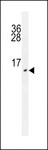 URM1 Antibody - URM1 antibody western blot of HepG2 cell line lysates (35 ug/lane). The URM1 antibody detected the URM1 protein (arrow).