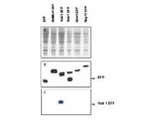 URM1 Antibody - Western blot of Urm1 fusion protein. Anti- Urm1 antibody generated by immunization with recombinant yeast Urm1 was tested by western blot against yeast lysates expressing the Urm1-GFP fusion protein and other UBL fusion proteins. All UBLs possess limited homology to Ubiquitin and to each other, therefore it is important to know the degree of reactivity of each antibody against each UBL. Panel A shows total protein staining using ponceau. Panel B shows positions of free GFP or GFP containing recombinant proteins present in each lysate preparation after reaction with a 1:1,000 dilution of anti-GFP followed by reaction with a 1:15,000 dilution of HRP Donkey-a-Goat IgG MX  Panel C shows specific reaction with Urm1 using a 1:1,000 dilution of IgG fraction of Rabbit-anti- Urm1 (Yeast) followed by reaction with a 1:15,000 dilution of HRP Goat-a-Rabbit IgG MX  All primary antibodies were diluted in TTBS buffer supplemented with 5% non-fat milk and incubated with the membranes overnight at 4° C. Yeast lysate proteins were separated by SDS-PAGE using a 15% gel. This data indicates that anti-Urm1 is highly specific and does not cross react with other UBLs. Bands present in Panel C indicate that Urm1 and conjugated Urm1 is present in most yeast cell lysates albeit at significantly reduced levels relative to the Urm1-GFP transfected lysate. A chemiluminescence system was used for signal detection (Roche). Other detection systems will yield similar results. Data contributed by M. Malakhov,