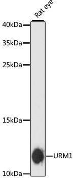 URM1 Antibody - Western blot analysis of extracts of rat eye, using URM1 antibody at 1:3000 dilution. The secondary antibody used was an HRP Goat Anti-Rabbit IgG (H+L) at 1:10000 dilution. Lysates were loaded 25ug per lane and 3% nonfat dry milk in TBST was used for blocking. An ECL Kit was used for detection and the exposure time was 90s.