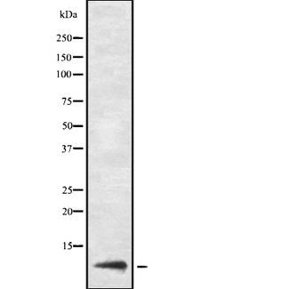 URM1 Antibody - Western blot analysis URM1 using LOVO cells whole cells lysates