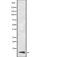 URM1 Antibody - Western blot analysis URM1 using LOVO cells whole cells lysates