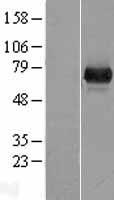 UROC1 Protein - Western validation with an anti-DDK antibody * L: Control HEK293 lysate R: Over-expression lysate