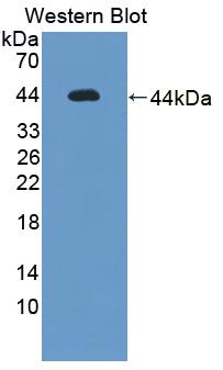 UROD Antibody - Western blot of UROD antibody.