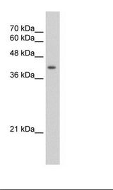 UROD Antibody - HepG2 Cell Lysate.  This image was taken for the unconjugated form of this product. Other forms have not been tested.
