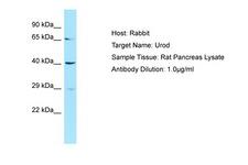 UROD Antibody -  This image was taken for the unconjugated form of this product. Other forms have not been tested.