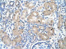 UROD Antibody - UROD antibody ARP41724_T100-NP_000365-UROD(uroporphyrinogen decarboxylase) Antibody was used in IHC to stain formalin-fixed, paraffin-embedded human kidney.  This image was taken for the unconjugated form of this product. Other forms have not been tested.