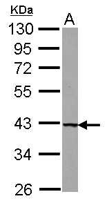 UROD Antibody - Sample (30 ug of whole cell lysate) A: U87-MG 10% SDS PAGE UROD antibody diluted at 1:1000