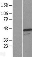 UROD Protein - Western validation with an anti-DDK antibody * L: Control HEK293 lysate R: Over-expression lysate