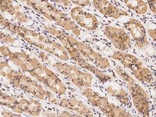 UROS Antibody - Immunochemical staining of human UROS in human stomach with rabbit polyclonal antibody at 1:100 dilution, formalin-fixed paraffin embedded sections.
